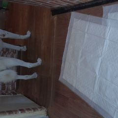 Фото: пропала собака «Пропала собака кобель крупный кабель белого...» в г. Иваново
